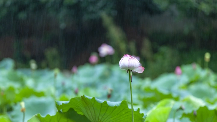 雨荷