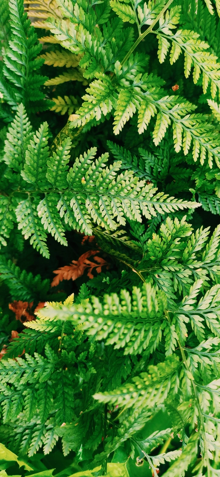 植物全屏