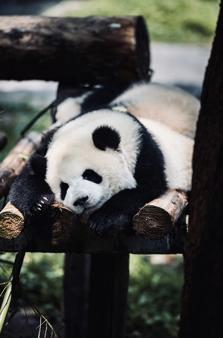 可可爱爱