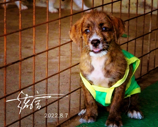 一只穿着绿色衬衫的棕色狗坐在笼子里