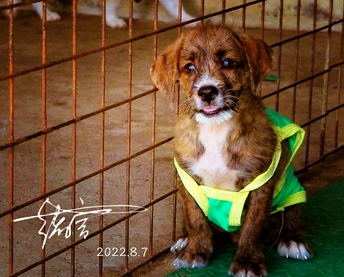 一只穿着绿色衬衫的棕色狗坐在笼子里