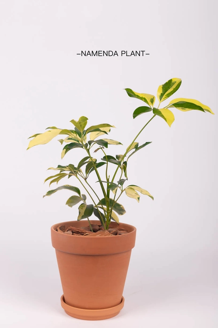 植物产品拍摄