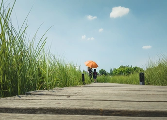 一个人拿着橙色雨伞走在两边长满高草的木桥上