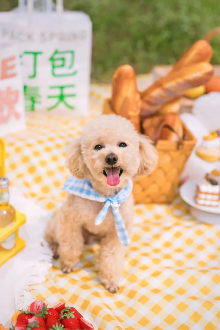 泰迪苹果和芒果