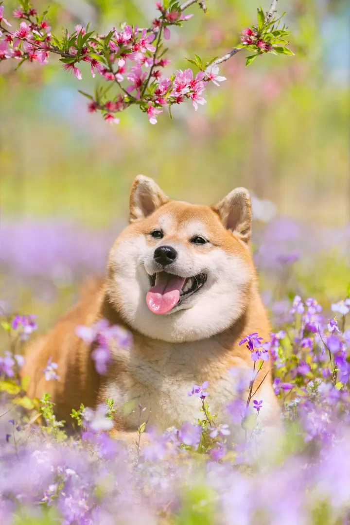柴柴们
