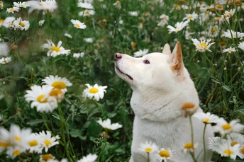 一只白色的狗站在花丛中