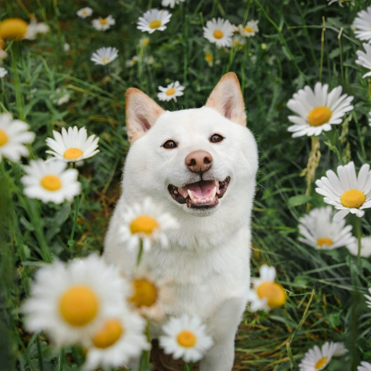 一只白色的狗站在花丛中