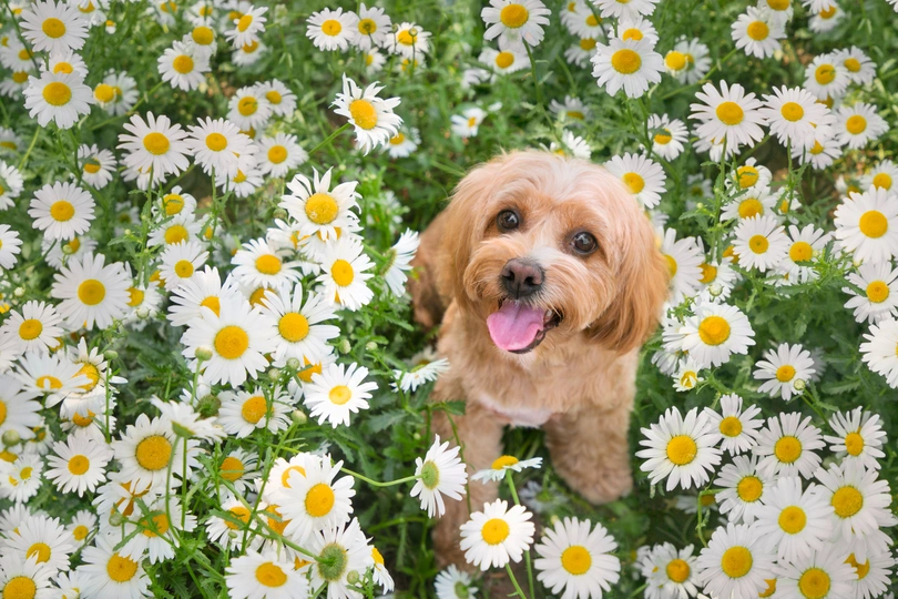 一只棕色的狗站在一片白色的花丛中