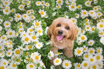 一只棕色的狗站在一片白色的花丛中