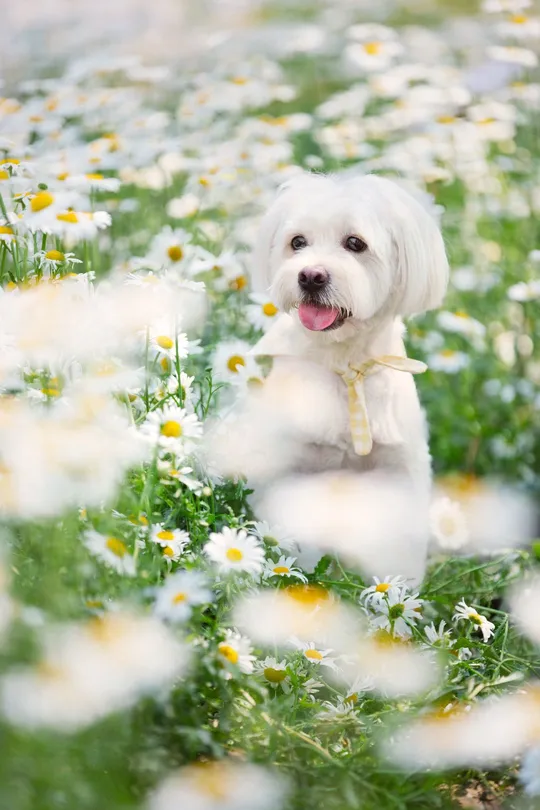 一只小白色狗站在花丛和草地上