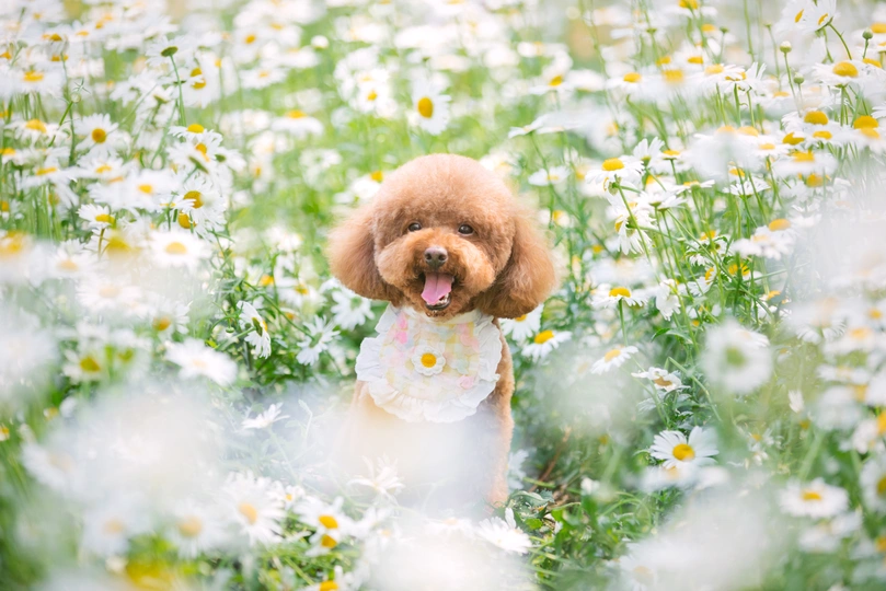 一只小狗坐在一片野花丛中