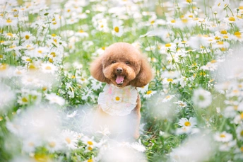 一只小狗坐在一片野花丛中