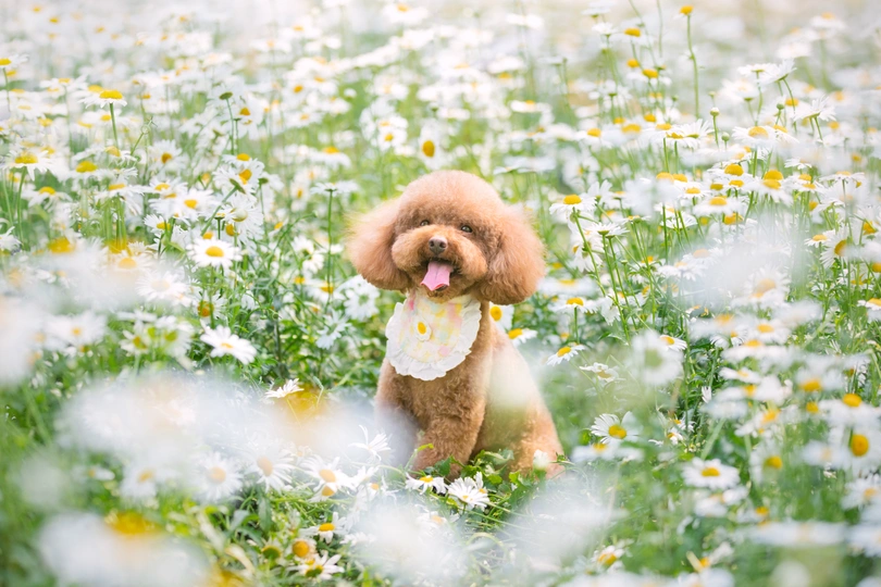 一只小狗坐在一片野花丛中