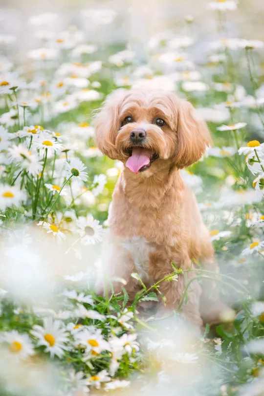一只小狗站在花丛中 花丛中有野花和雏菊。