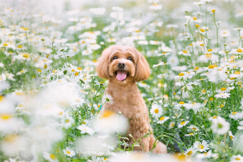 一只坐在花丛中的小狗和雏菊