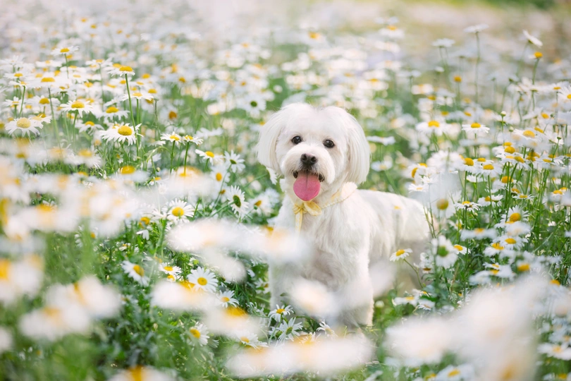 一只小白色狗站在花丛中