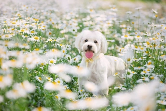 一只小白色狗站在花丛中