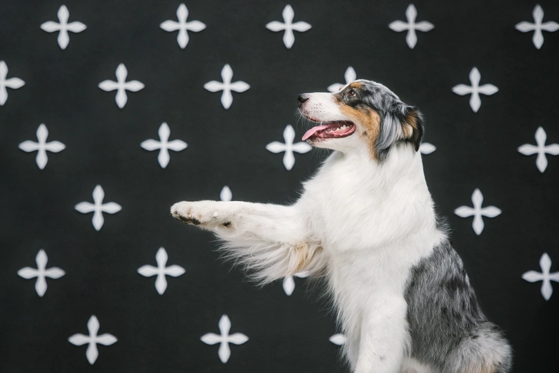 一只狗站在黑色背景前 四肢着地。