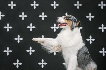 一只狗站在黑色背景前 四肢着地。