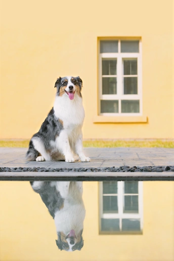 狗坐在黄色房子前面 它的倒影在水坑里反射。