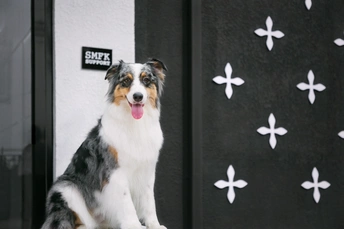 一只黑白相间的狗坐在黑色的大门前