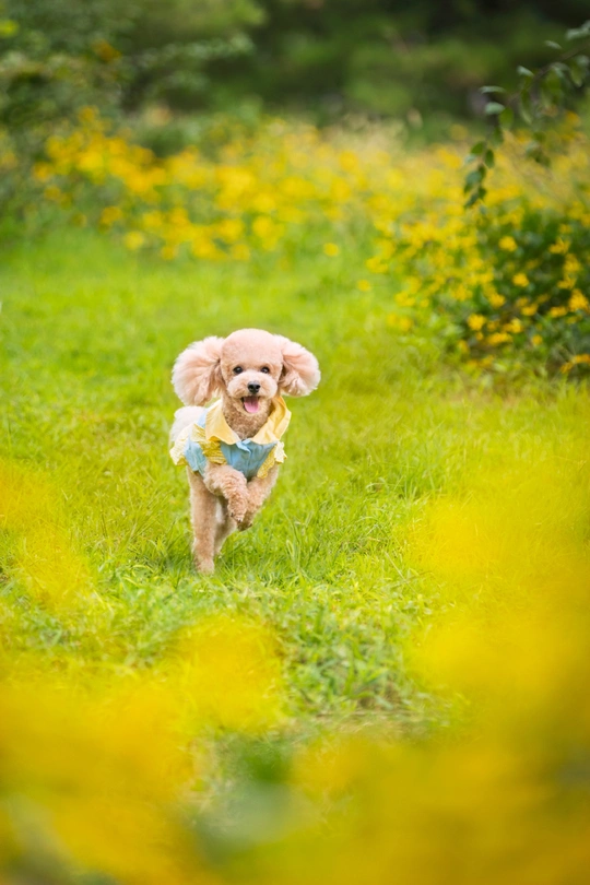 一只小狗穿越草地和花丛