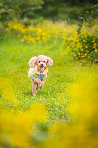 一只小狗穿越草地和花丛