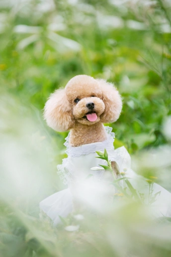 一只穿着白色连衣裙的小狗在外面的