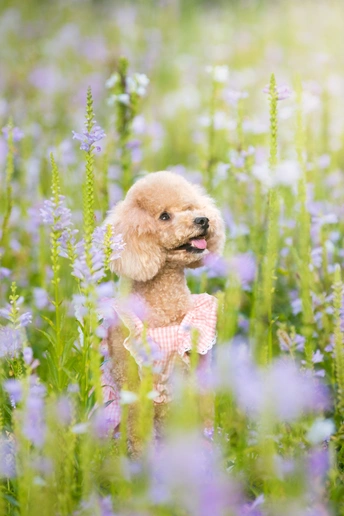 一只穿着粉红色裙子的狗狗坐在紫罗兰野花丛中