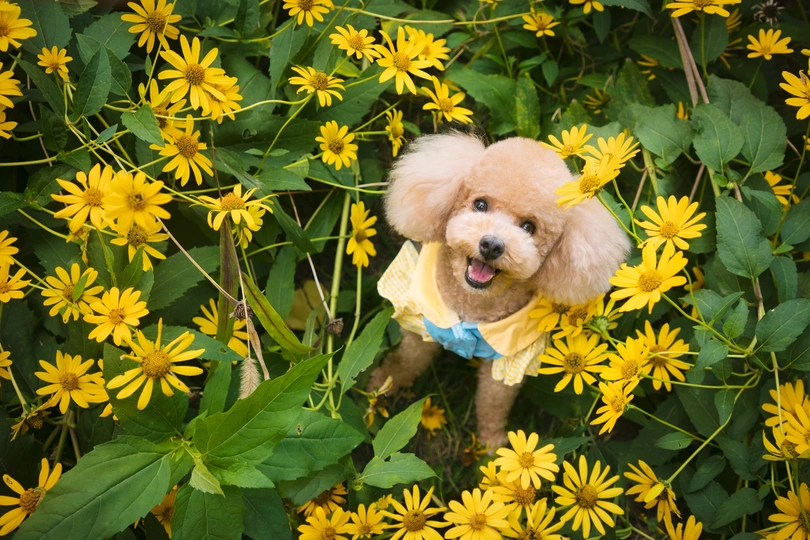 一只小狗站在一片黄花的田野中 周围环绕着雏菊。