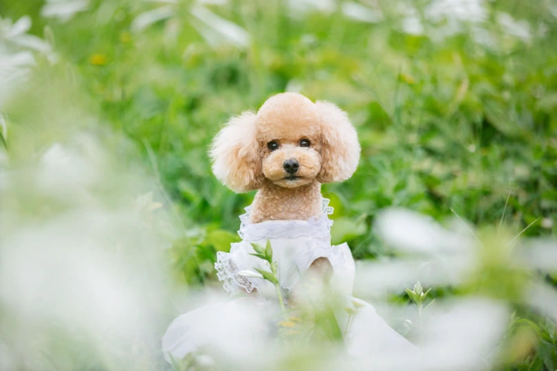 一只穿着白裙的小狗坐在花丛和草地上