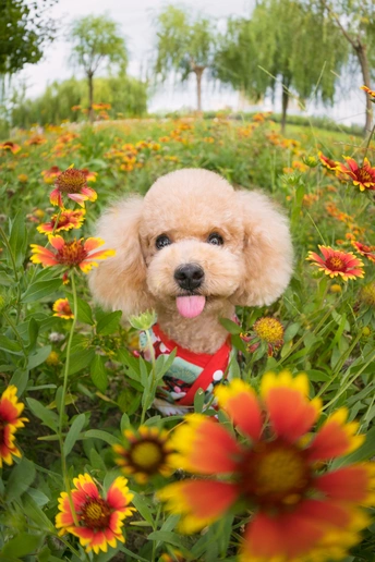 一只小狗坐在花丛中