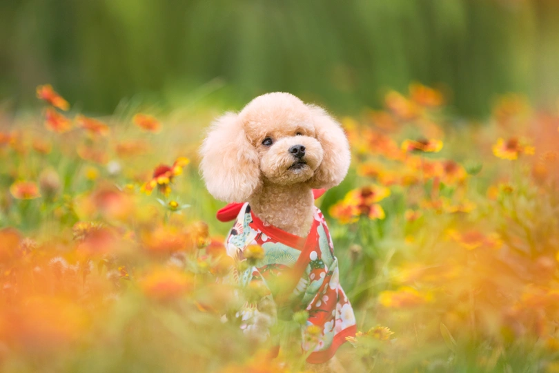 一只小狗坐在花丛中