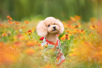 一只小狗坐在花丛中