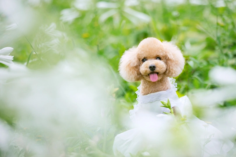 一只小狗穿着白裙在花丛中的照片