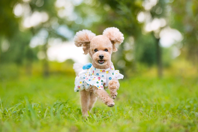 一只穿着裙子的狗在草地上跑