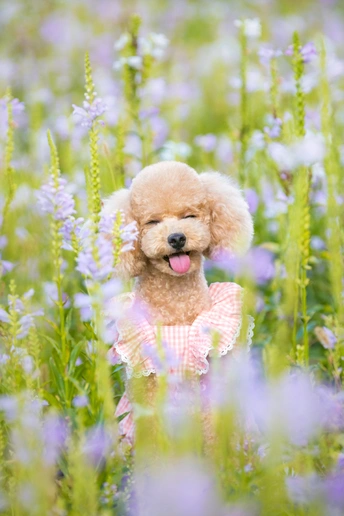 一只穿粉色裙子的贵宾犬在紫花丛中