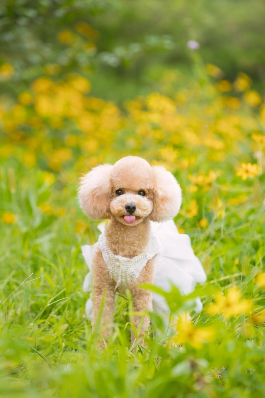 一只穿着白裙的小狗坐在黄花的田野中