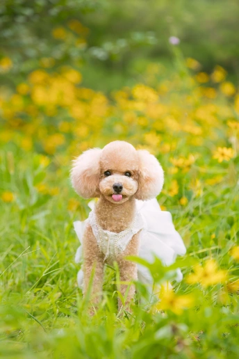 一只穿着白裙的小狗坐在黄花的田野中