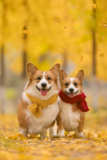 几只坐在叶子上的狗