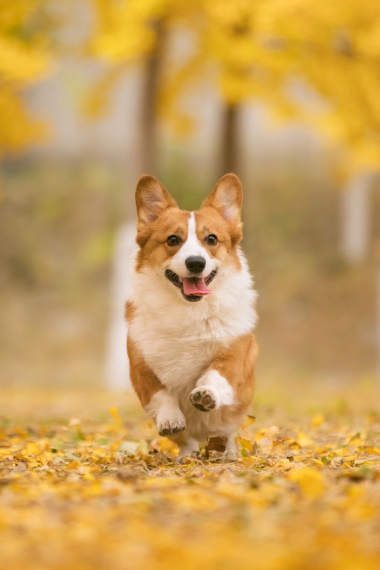 一只狗在秋天的一天里穿过公园