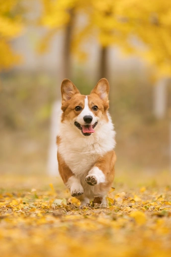 一只狗在秋天的一天里穿过公园