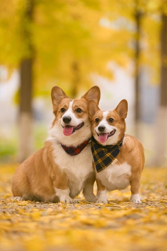 几只坐在叶子上的狗