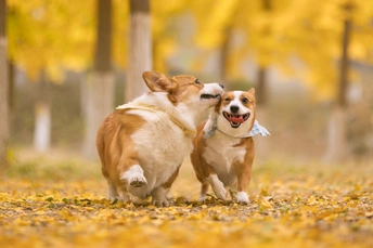 一些狗在公园里跑