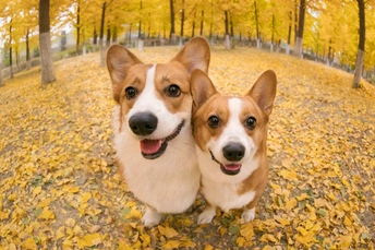 几只狗在秋天落叶中