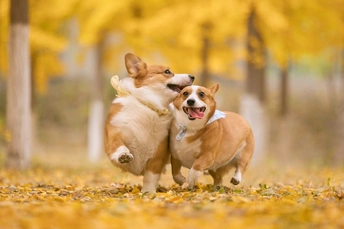 一些狗在公园里跑