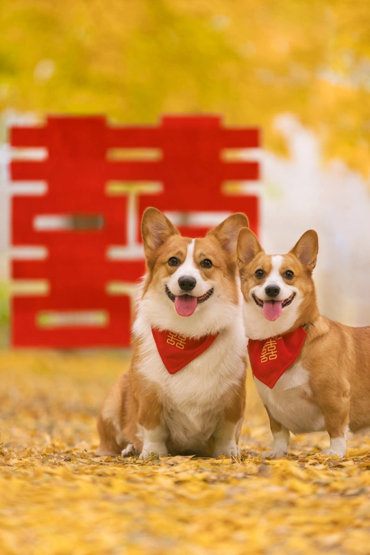 一些狗坐在一起