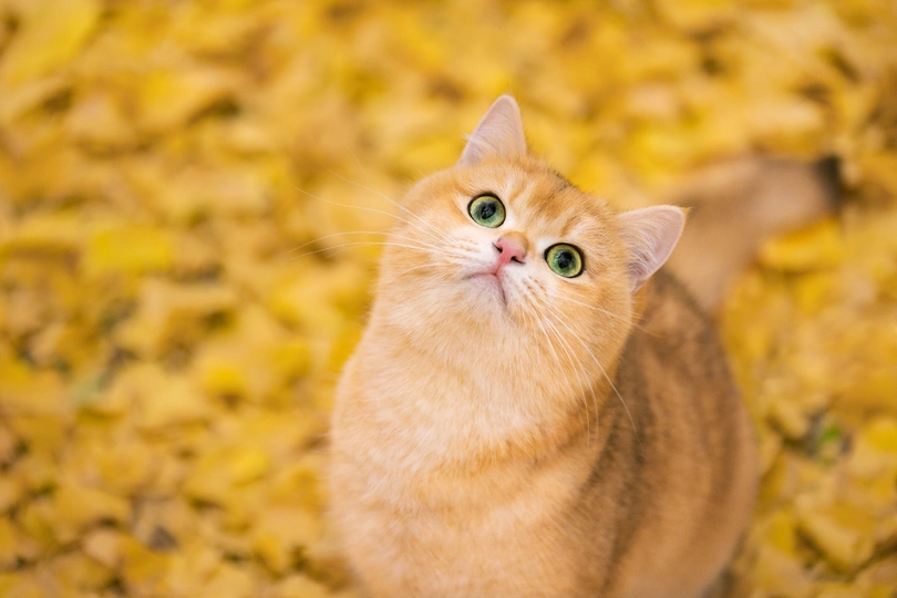 一只橙色猫 黄眼睛 抬头看着相机