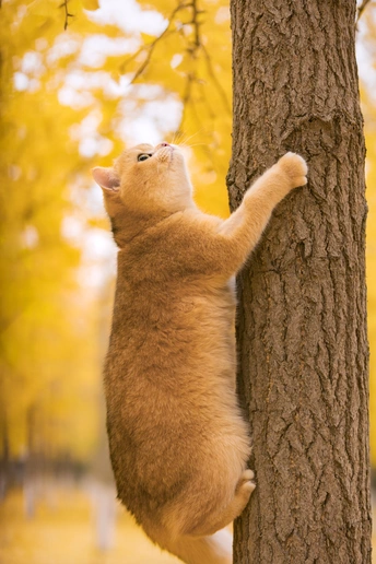 一只橙色猫伸出手臂爬上一棵树