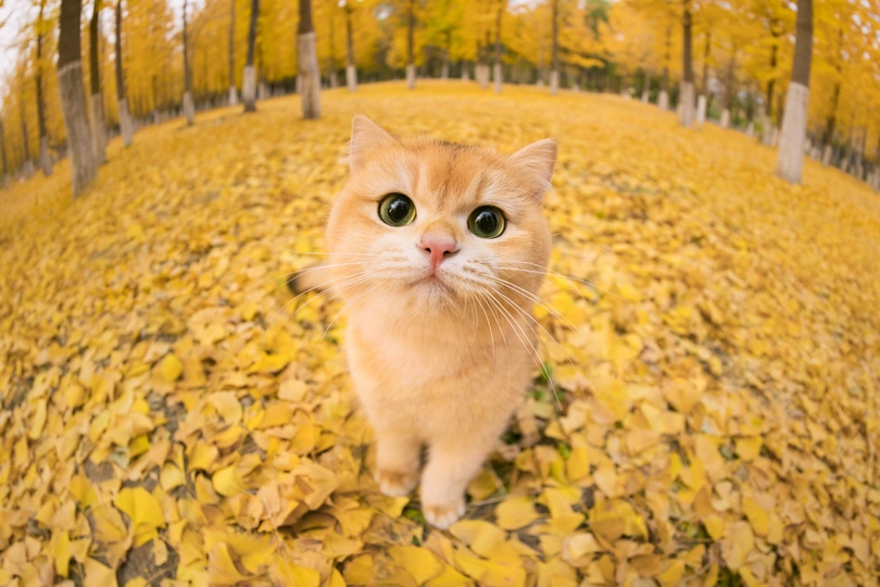 一只橙色猫在观察从树上掉落的叶子